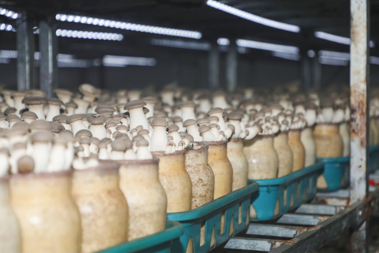 学以致用助力乡村振兴 西海岸新区网信新农人活动成果丰硕，蓝莓酒香飘四方