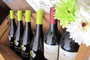 青岛七号酒 蓝莓酒香中的城市印记与味觉之旅